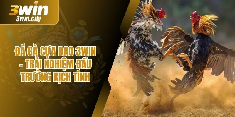 Đá Gà Cựa Dao 3Win – Trải Nghiệm Đấu Trường Kịch Tính