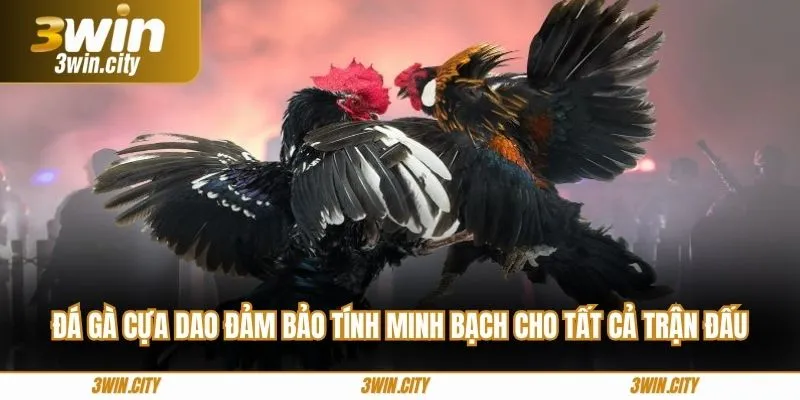 Đá gà cựa dao đảm bảo tính minh bạch cho tất cả trận đấu