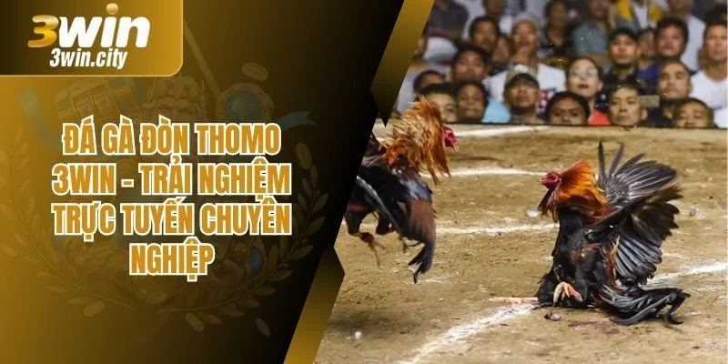 Đá Gà Đòn Thomo 3Win – Trải Nghiệm Trực Tuyến Chuyên Nghiệp