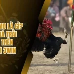Đá Gà Thomo Là Gì? Khám Phá Trải Nghiệm Sân Chơi 3win