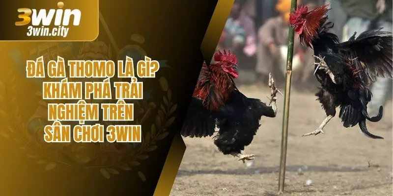 Đá Gà Thomo Là Gì? Khám Phá Trải Nghiệm Sân Chơi 3win